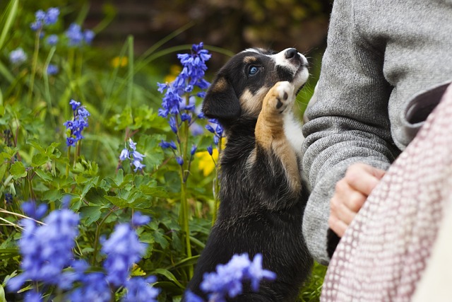 Benessere e animali