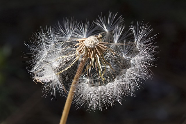 allergie primaverili