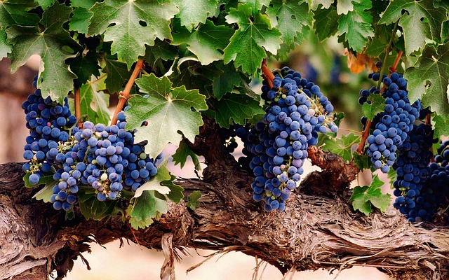 le proprietà benefiche dell'uva